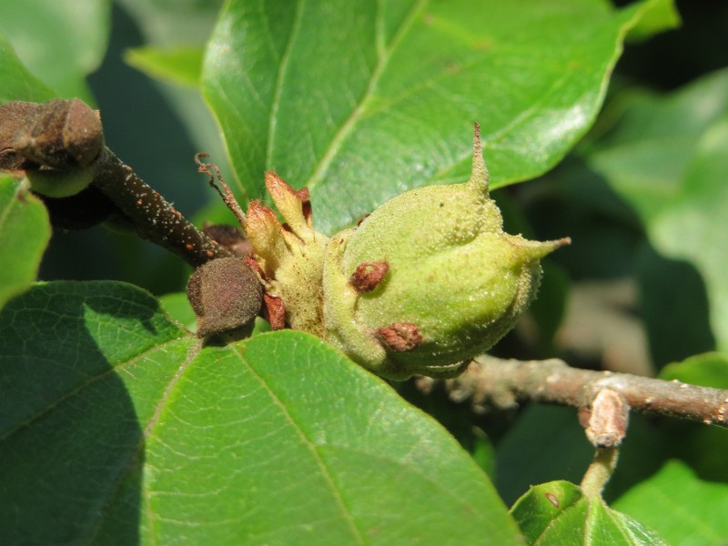 20150909Parrotia_persica1