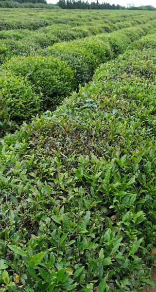 IMG_20220503_131938-2