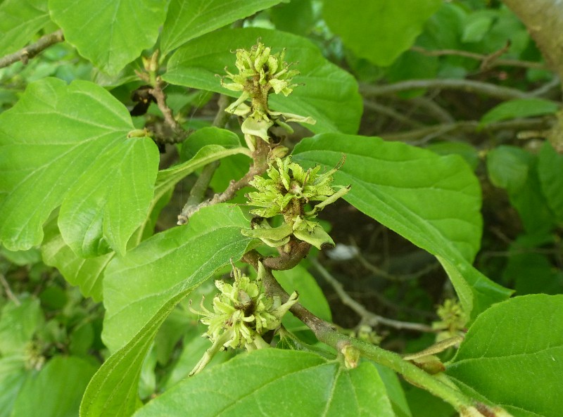Parrotia_persica-flowers_and_youg_fruits_02